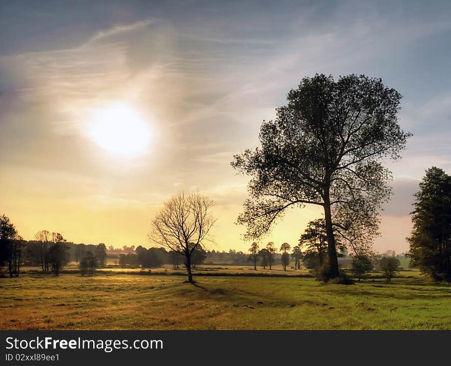 Trees