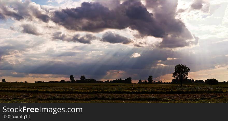 Plants for natural background on agricultural field