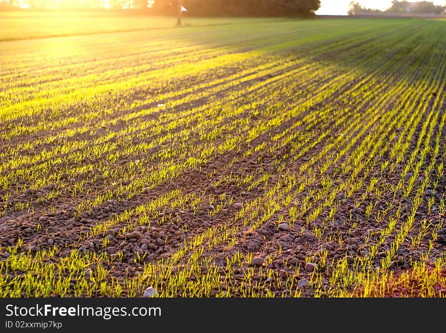 Plants for natural background on agricultural field