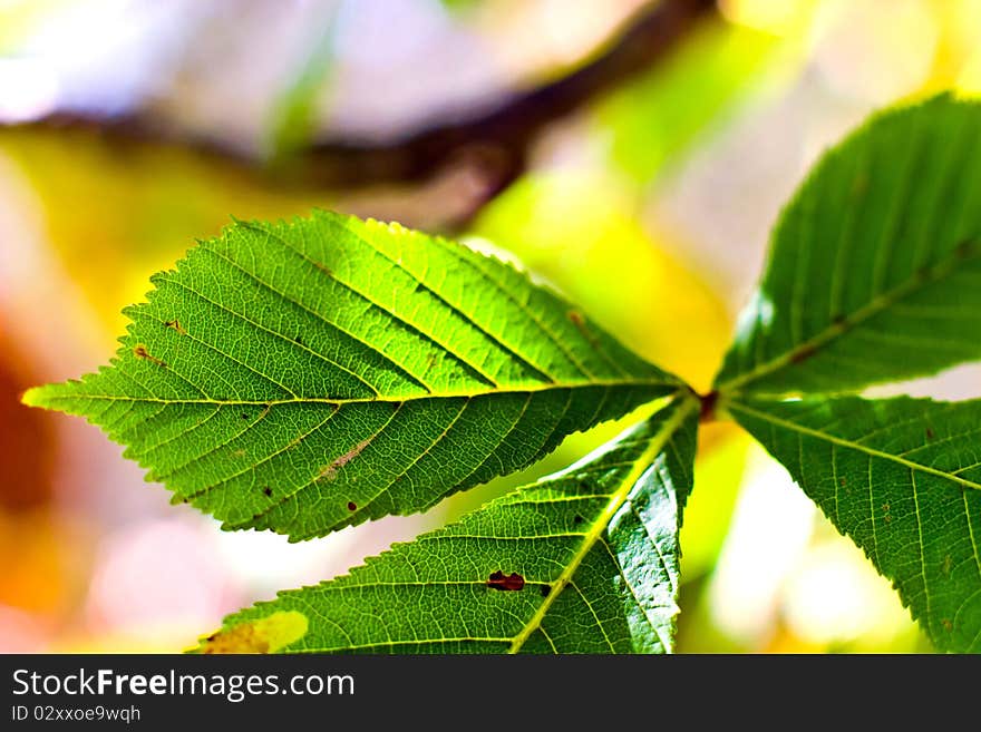 Autumn background with colored leaves on wooden board. Autumn background with colored leaves on wooden board