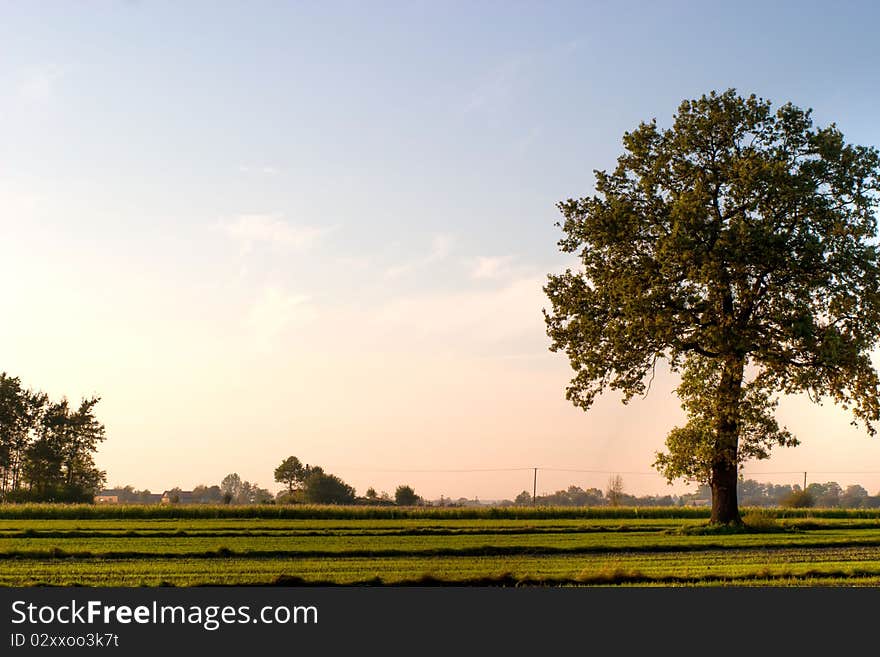 Autumn landscape of young grey forest with bright blue sky. Autumn landscape of young grey forest with bright blue sky