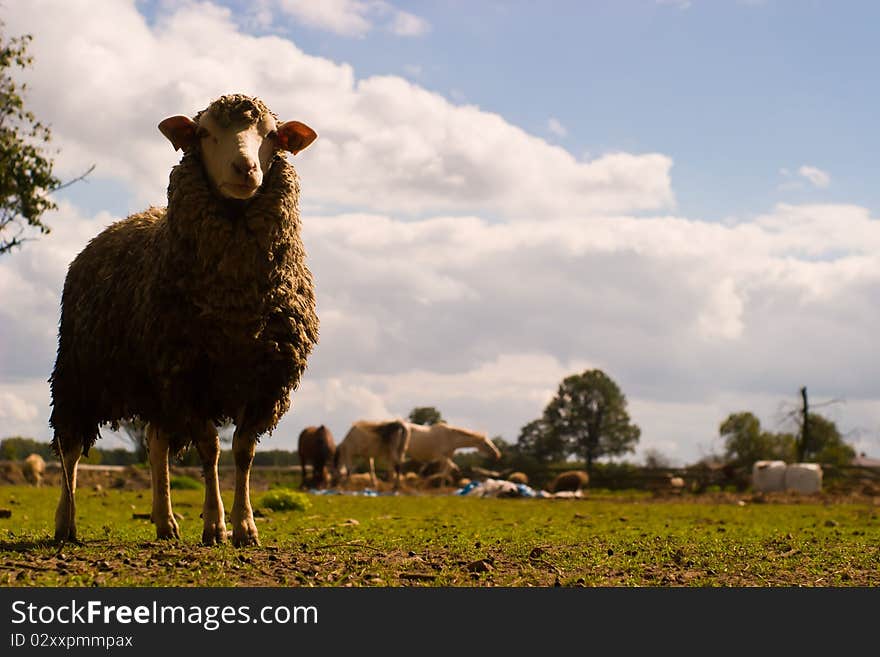 Sheep on grass with blue sky, some looking at the camera