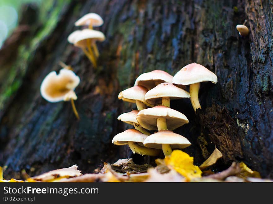 Forest mushroom in moss after bir longtime rain