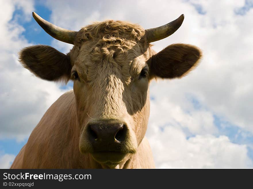 Cow