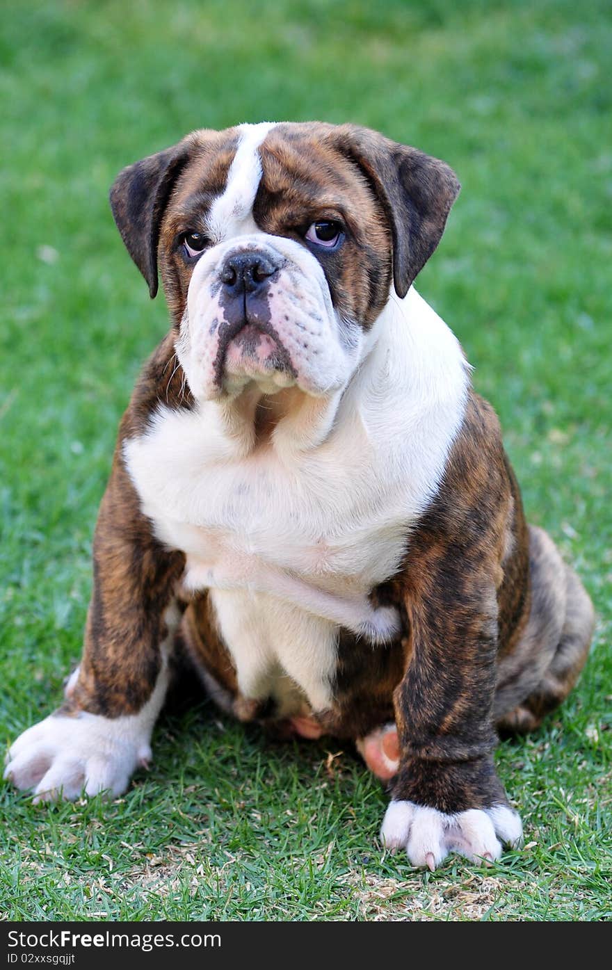 Brindle English bulldog puppy sitting on grass