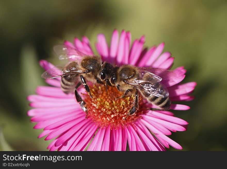 The pair of bees which pollinate the chinese aster. The pair of bees which pollinate the chinese aster.