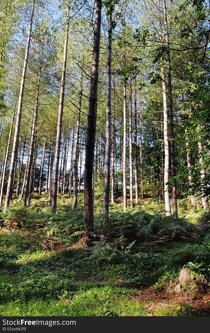 Dappled Sunshine in an English Forest