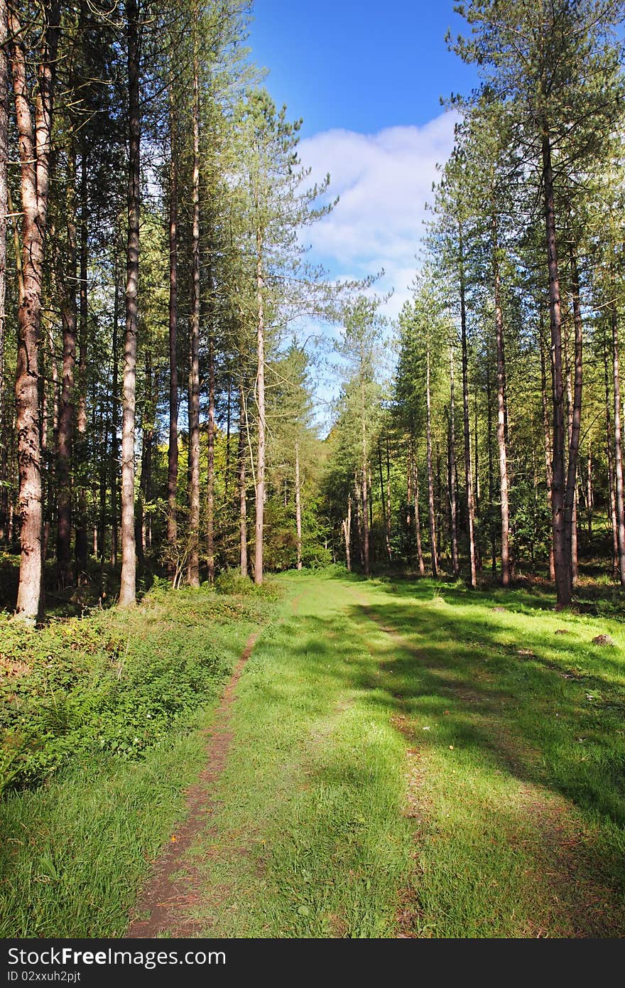 Dappled Sunshine In An English Forest