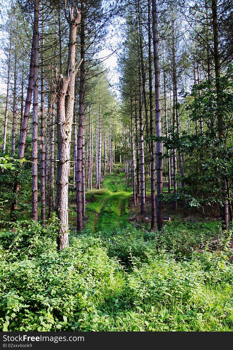 Dappled Sunshine in an English Forest