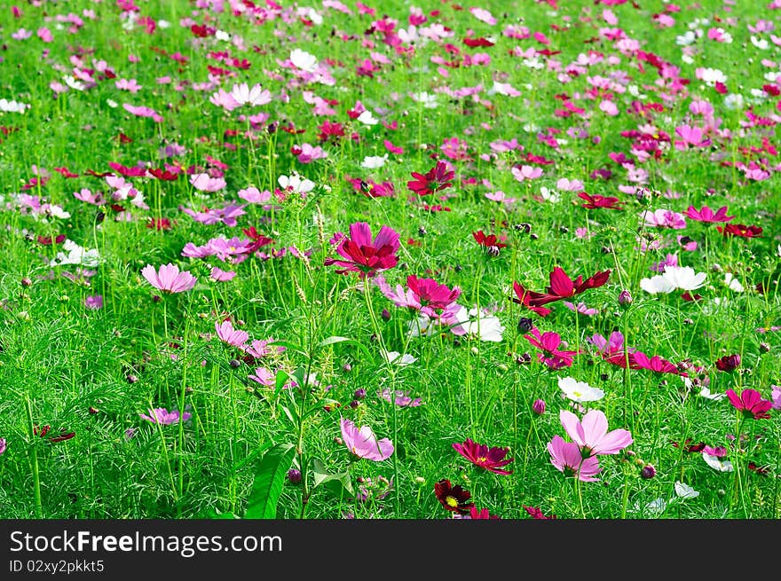 A sea of flowers