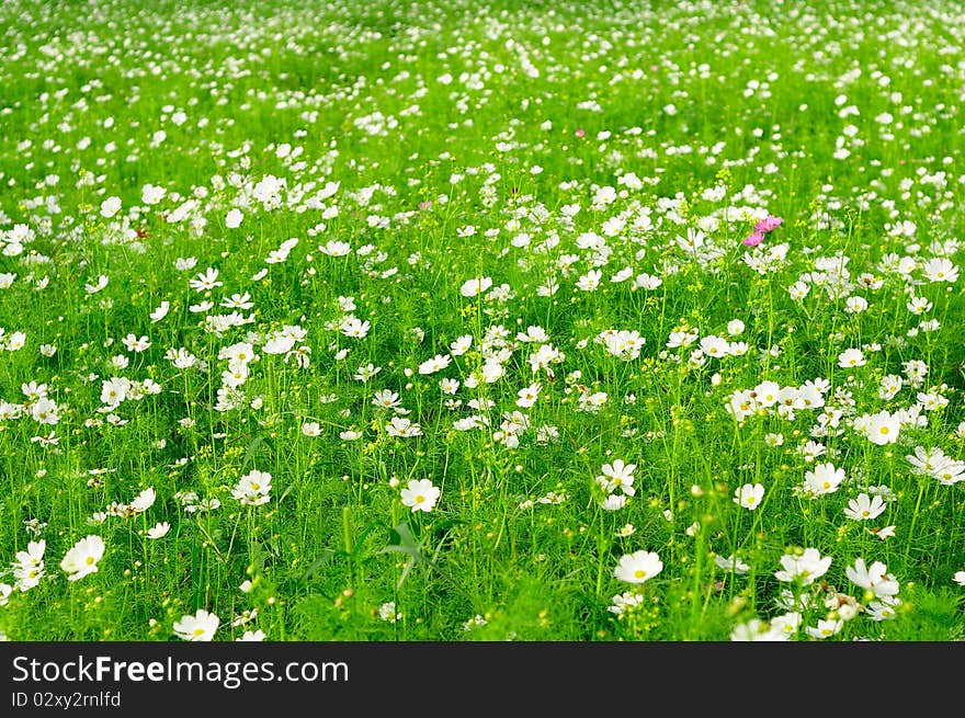 A Sea Of Flowers