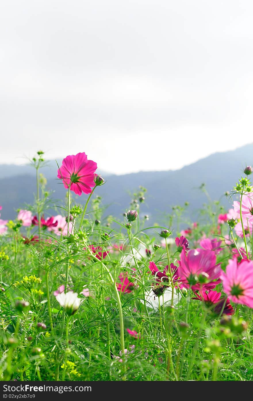 A sea of flowers