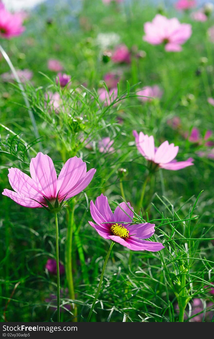 There are many flowers like sea,and it's very beautiful. There are many flowers like sea,and it's very beautiful.