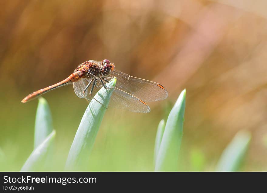 A red dragonfly on an aloe shot against a blurred brown background. A red dragonfly on an aloe shot against a blurred brown background.