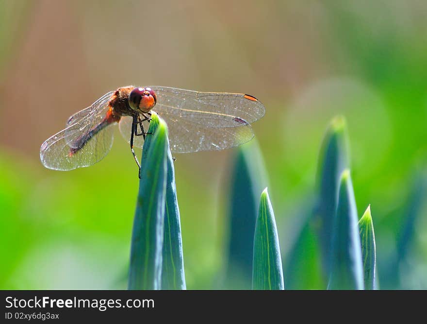 Dragonfly among the aloe leaves