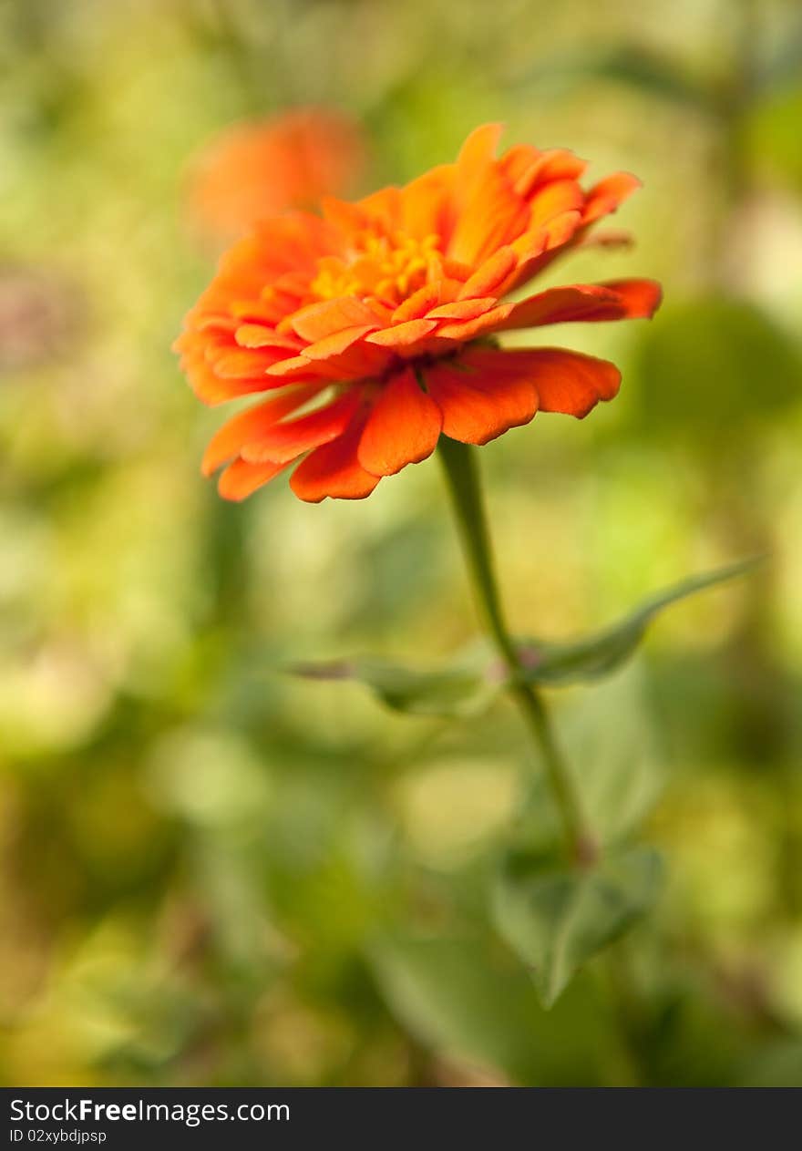 Lovely Orange Zinnia