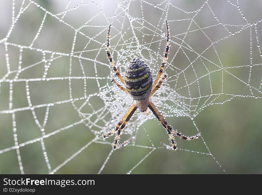 Spider (Argiopae)