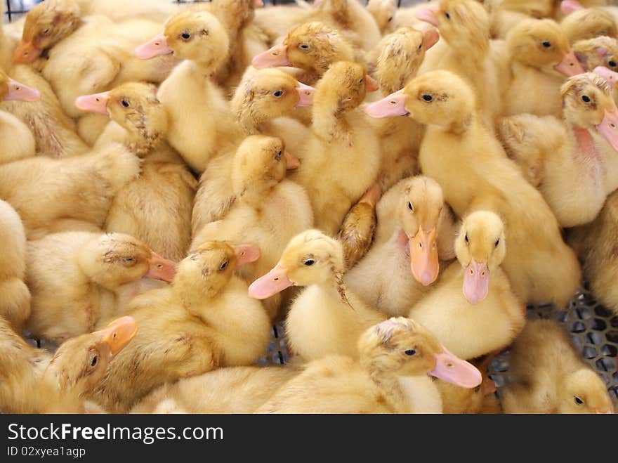 A group of yellow gosling close-up