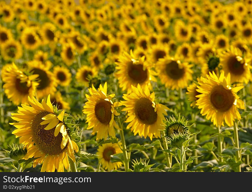 Sunflowers be used as background