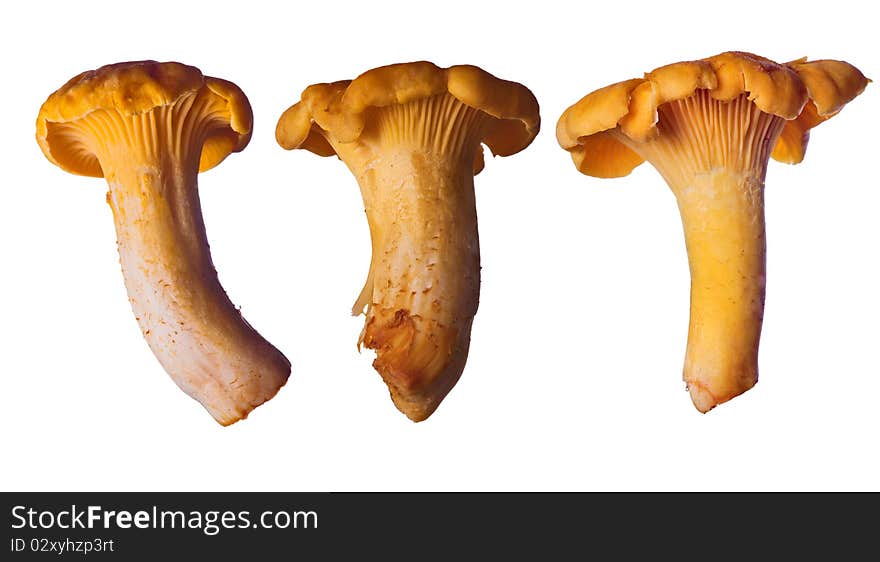 Three yellow chanterelles