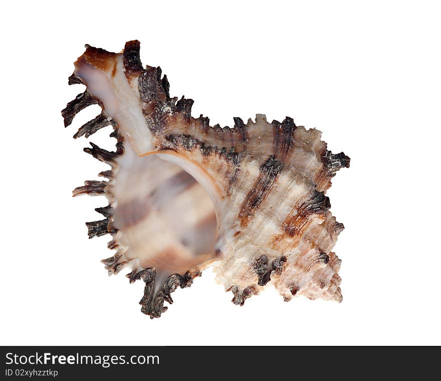 Isolated shellfish with brown strips