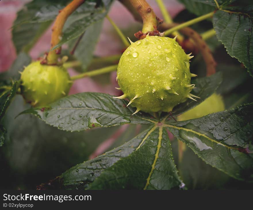 Green chestnuts macro