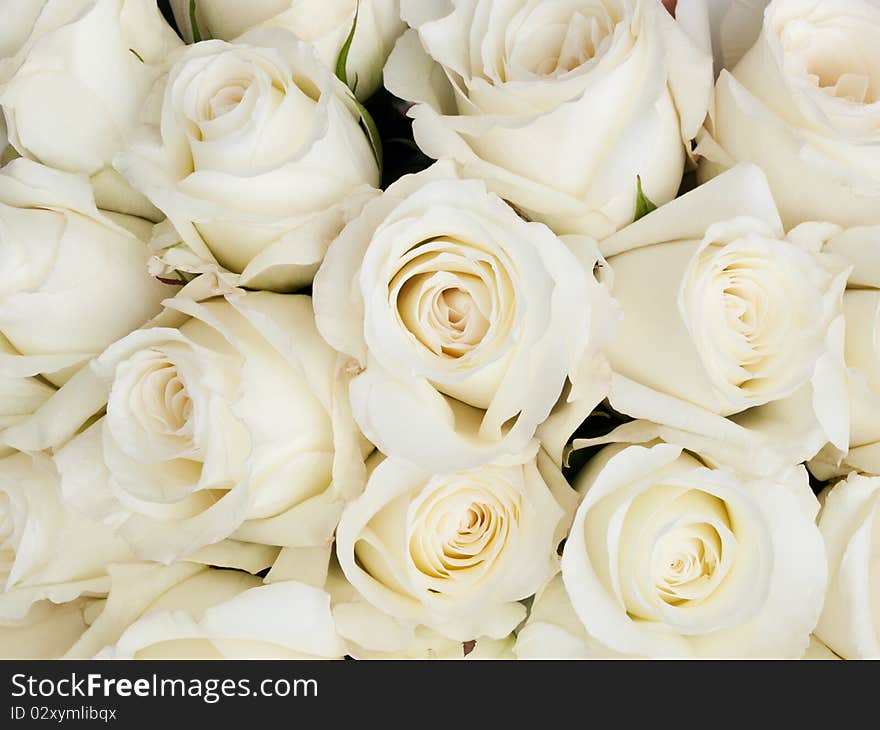 Background of a lot of small beige roses. Background of a lot of small beige roses