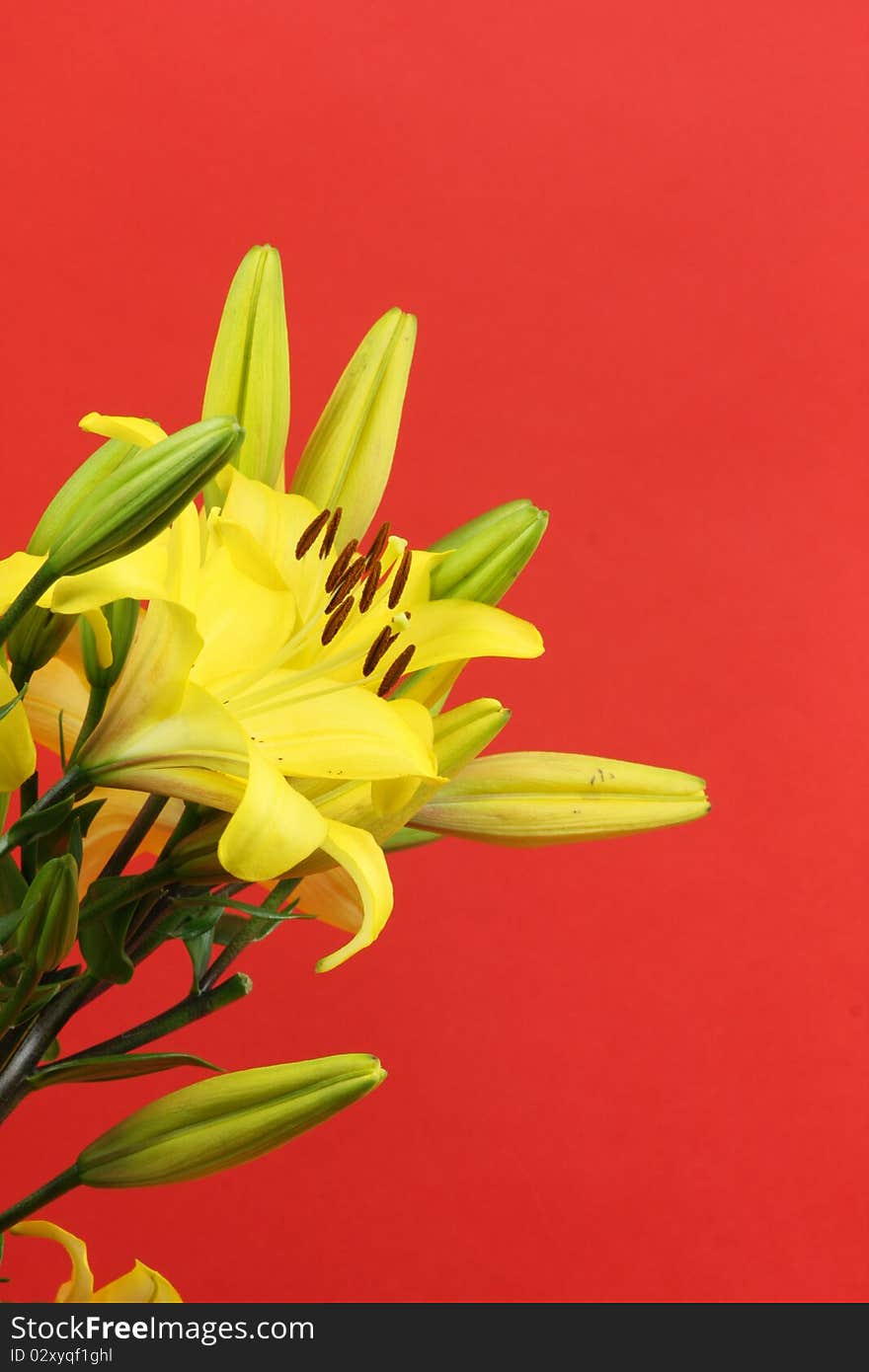 Yellow flowers lily on red background. Isolated