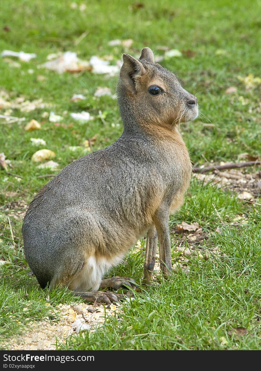 Patagonian  Hare (Mara)