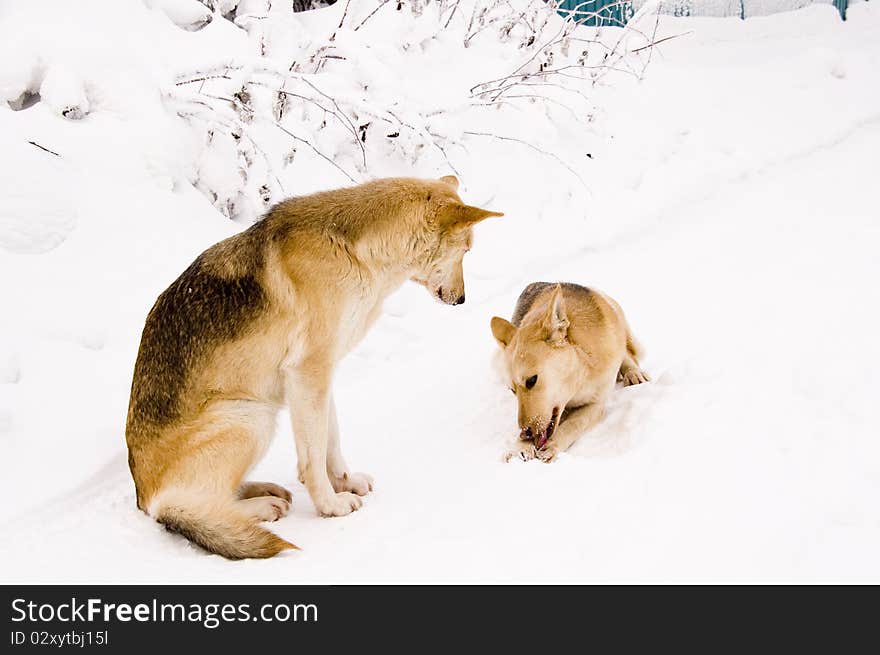 One red dog ask another about meal. One red dog ask another about meal