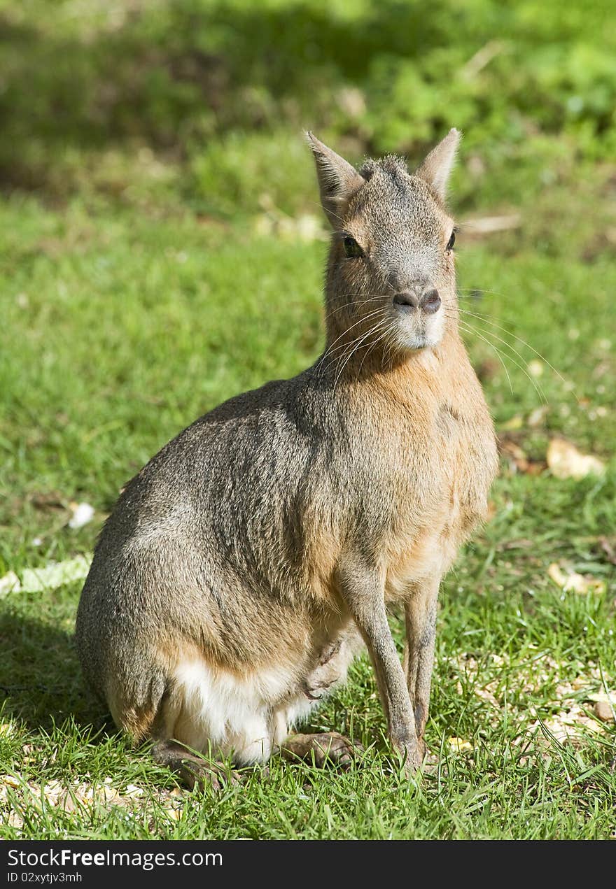 Patagonian Hare (Mara) sitting looking the camera. Patagonian Hare (Mara) sitting looking the camera