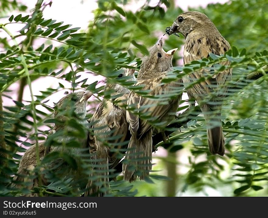 Common House Sparrow feeding its kids