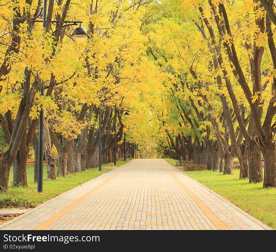 Alley and the trees in a city park in autumn. Alley and the trees in a city park in autumn