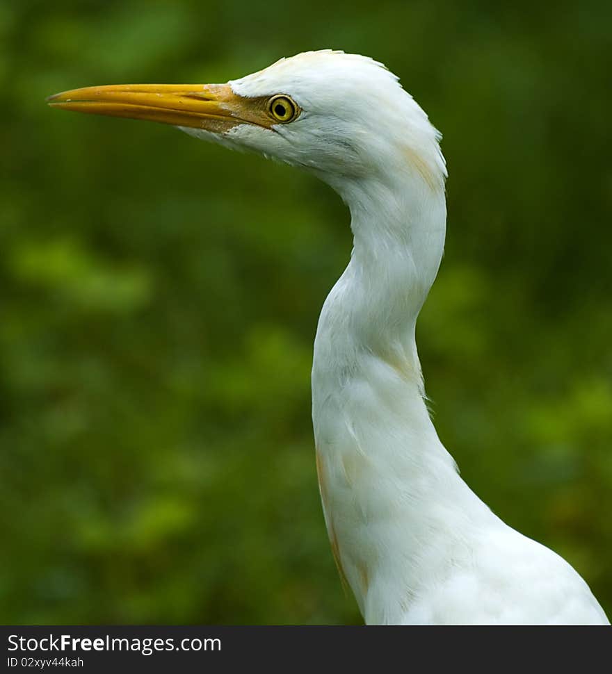 Closeup of Indian cattle egret