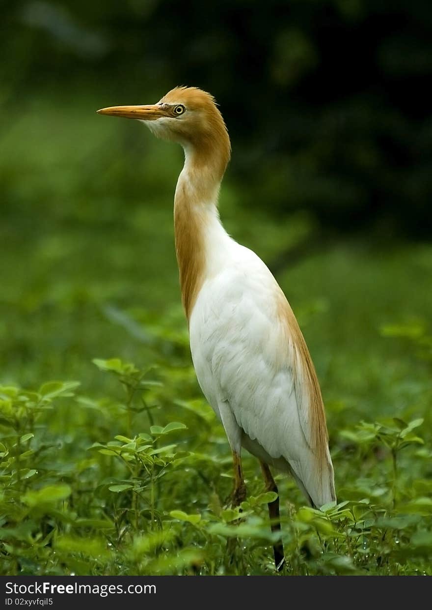 Closeup of Indian cattle egret