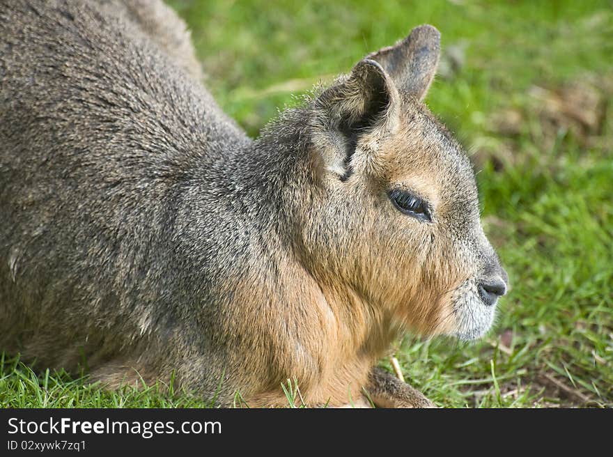 Patagonian  Hare (Mara)