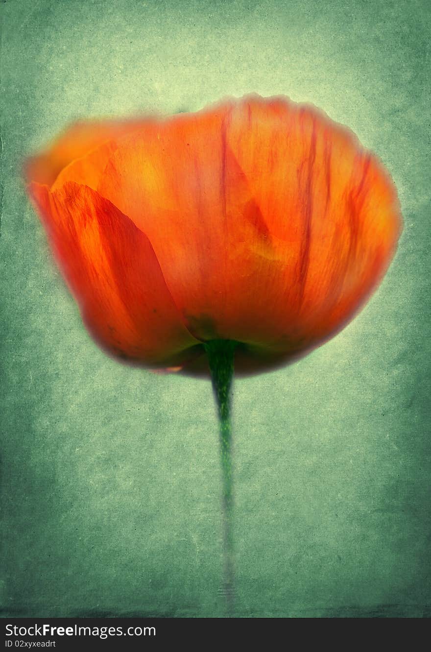 Photo of a poppies pasted on a grunge background. Photo of a poppies pasted on a grunge background