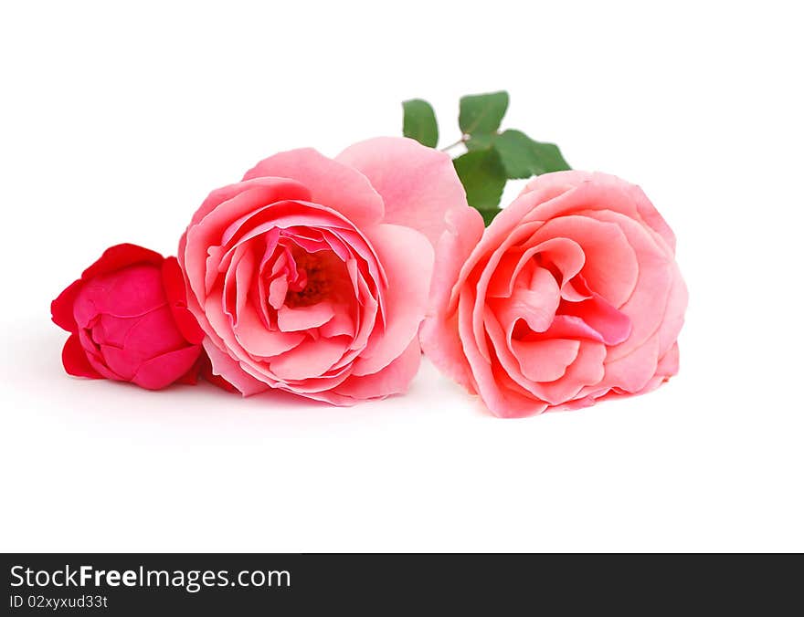 A gardening roses on white table