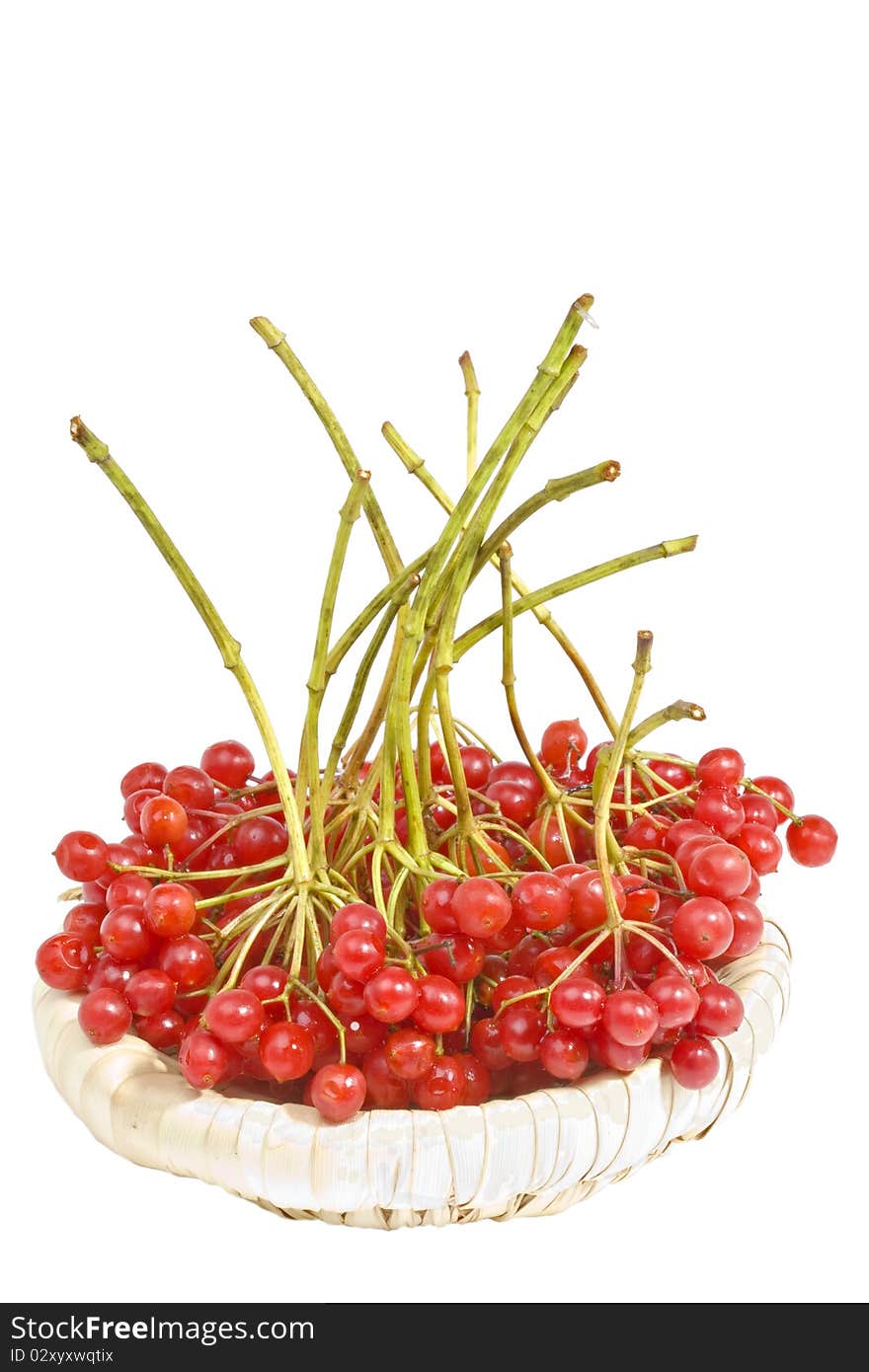 Viburnum in a wicker basket on a white background