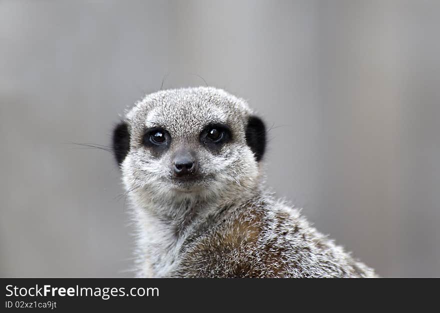 Close up of a Meerkat