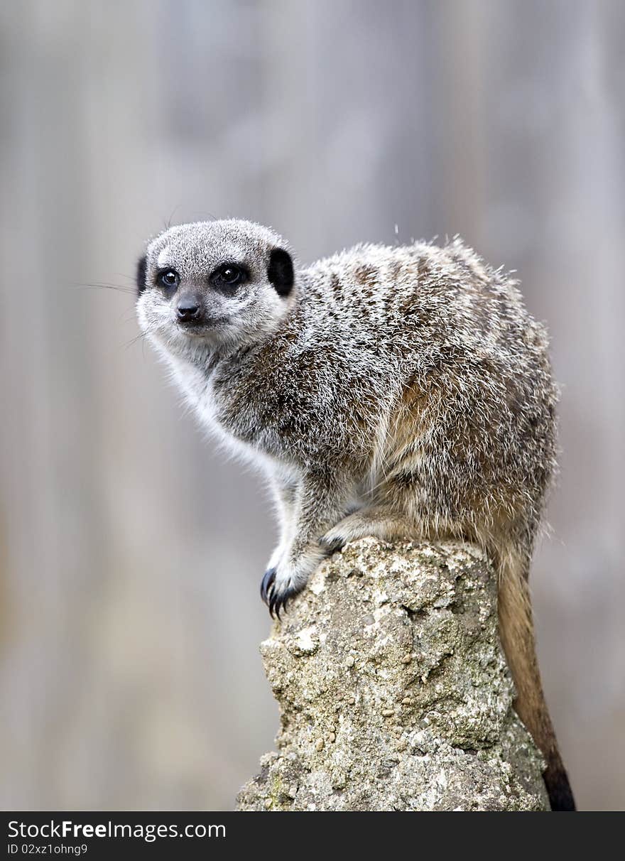 Close up of a Meerkat on a post on lookout duty