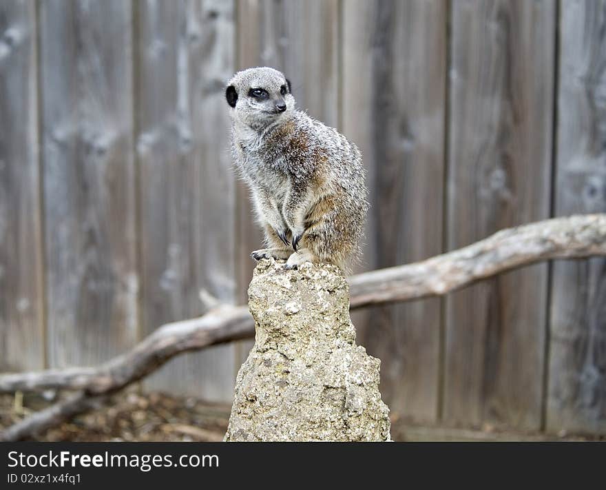 Close Up Of A Meerkat On A Post