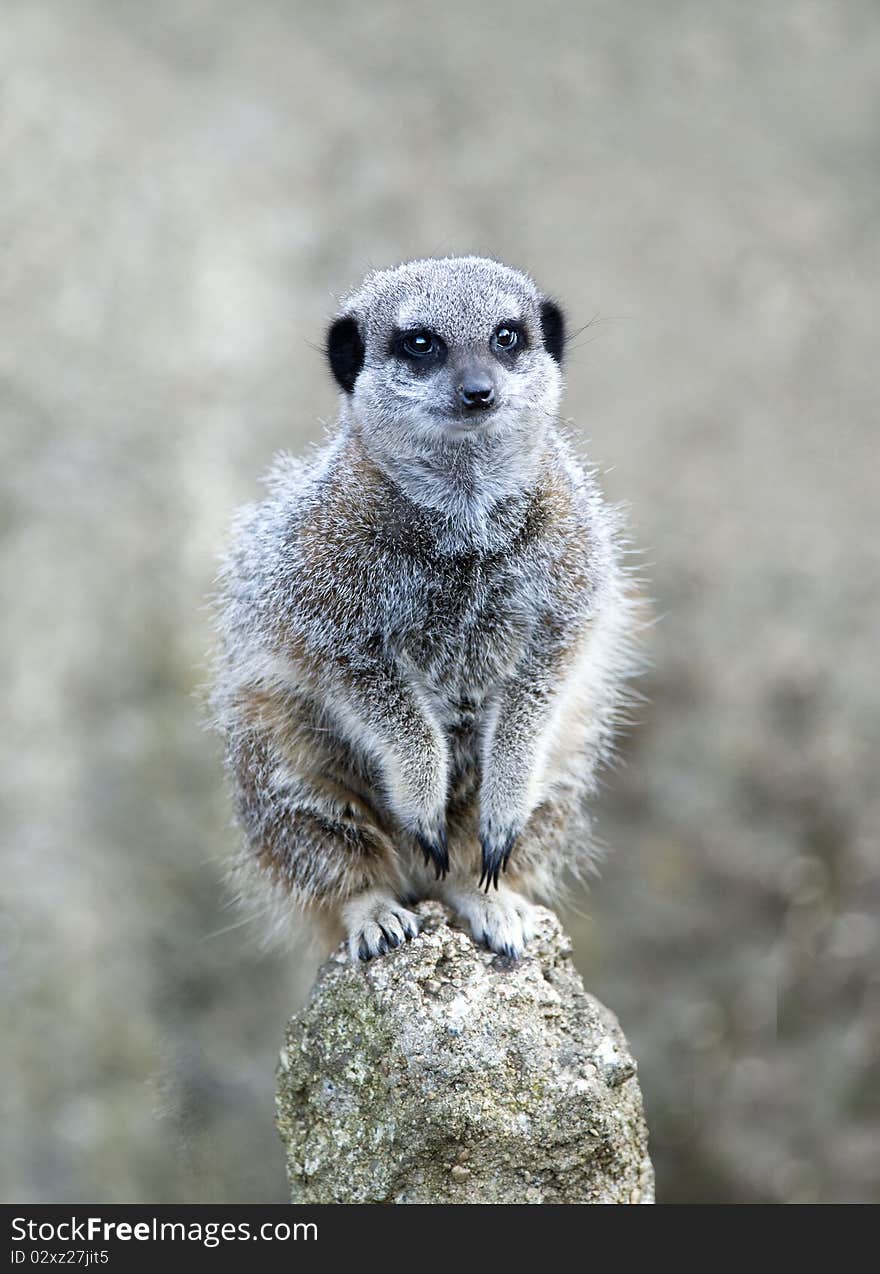 Close up of a Meerkat on a post