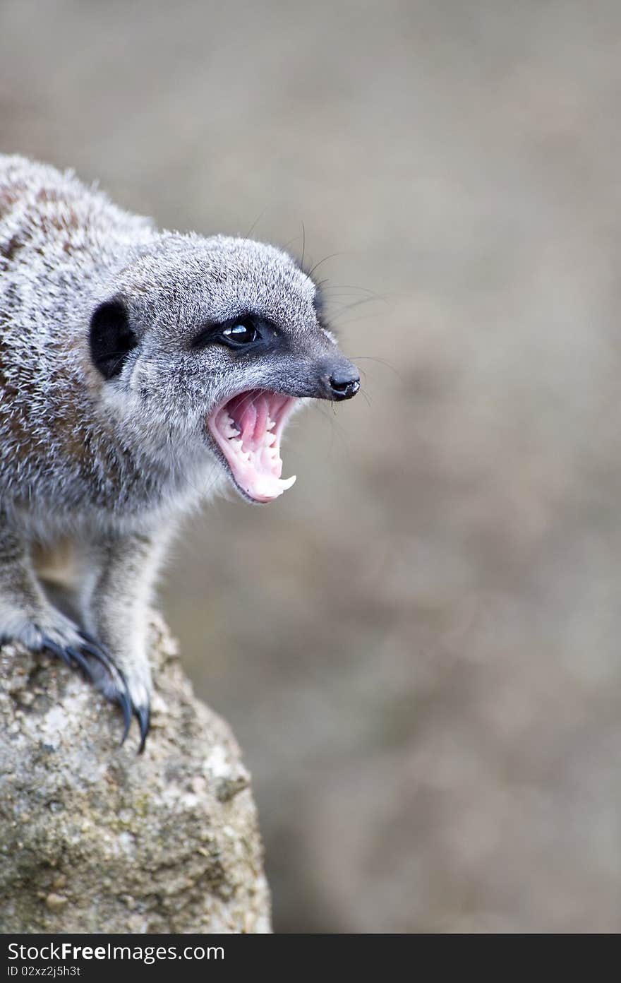 Close up of a Meerkat very angry with mouth open