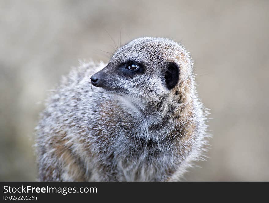 Close up of a Meerkat looking to the left