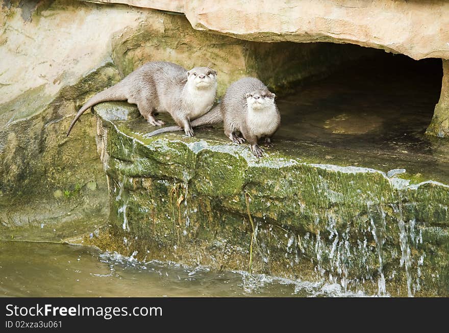 Two otters sitting on a rock ledge looking at the camera