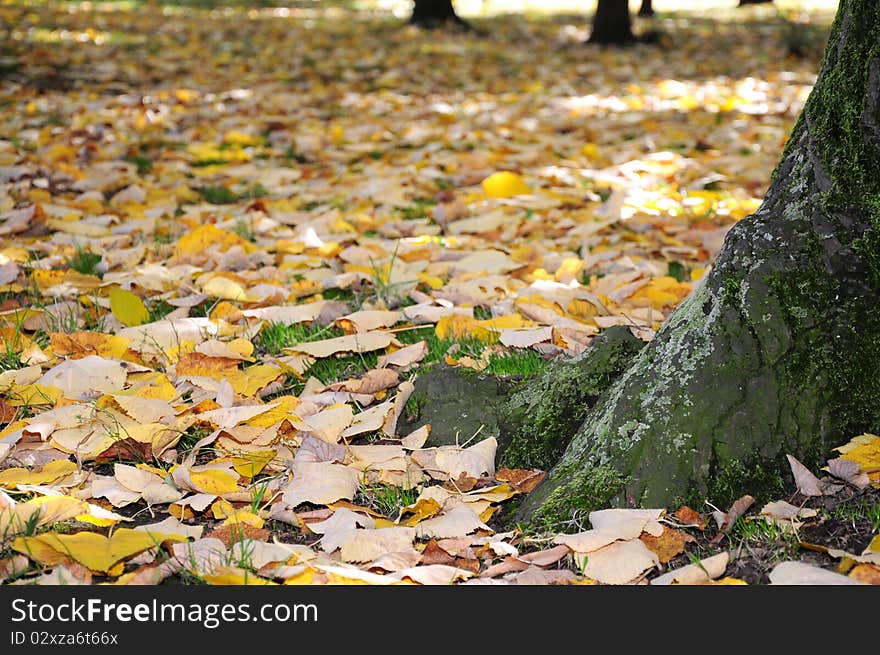 Autumn in the park