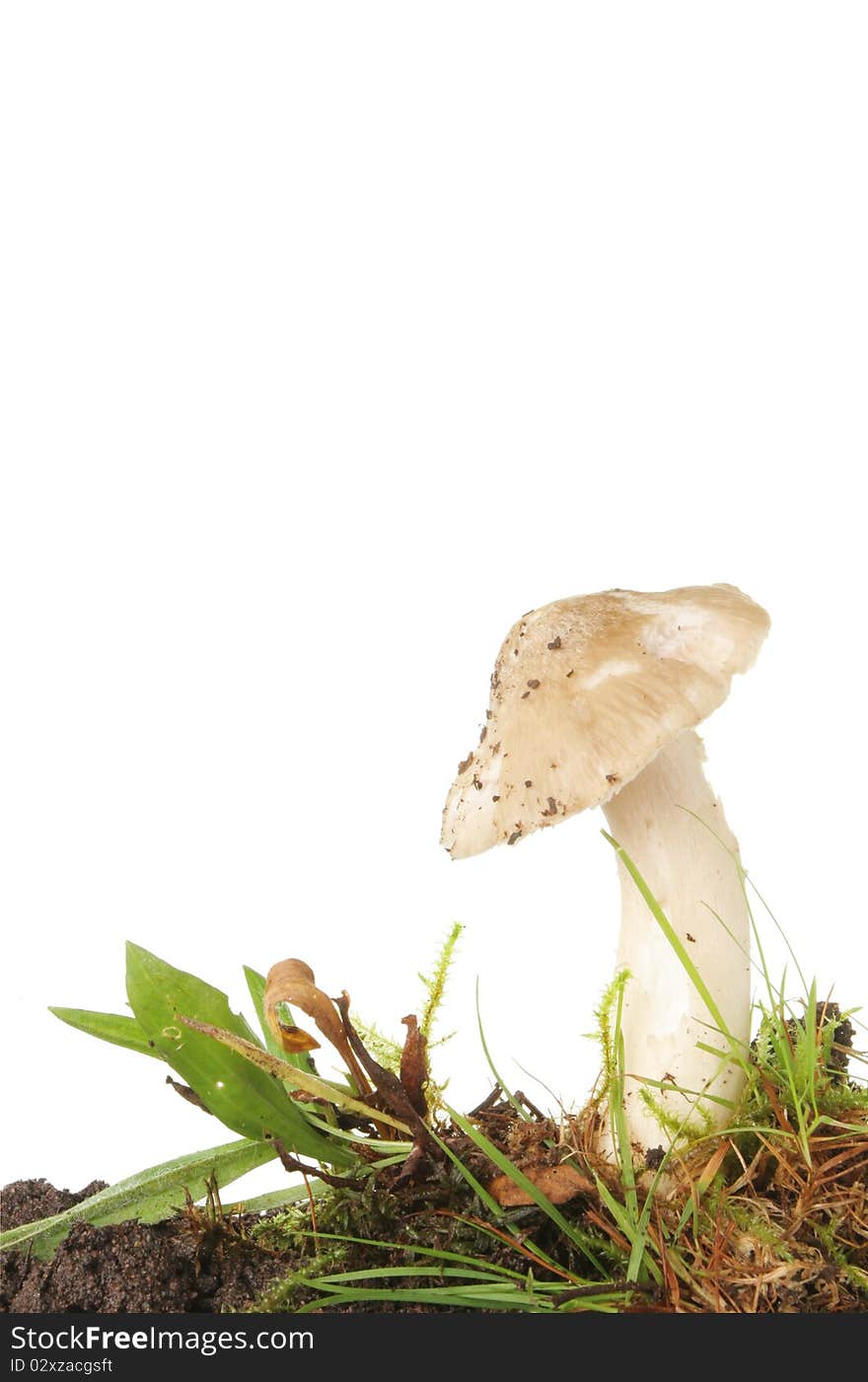 Single toadstool fungi in soil and grass. Single toadstool fungi in soil and grass