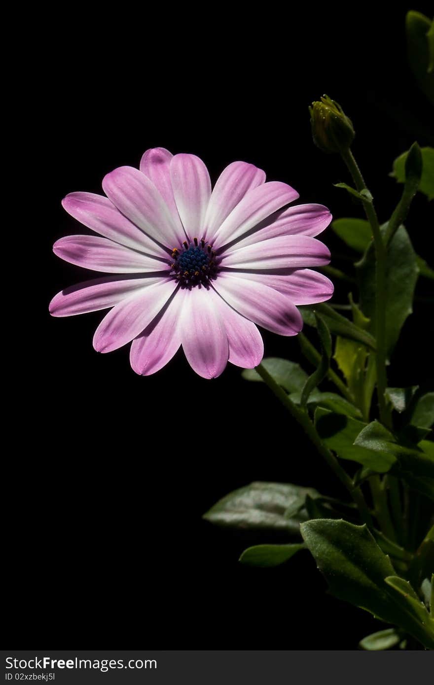 A purple osteospermum flower plant on a black background.