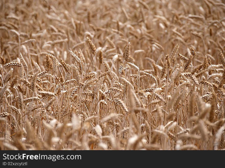 Wheat field